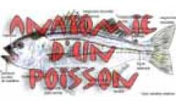 anatomie poisson exterieur