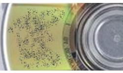 UMDCRADE