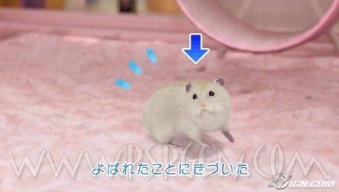 20081202174008_virtual-hamster-game-announced-for-psp-20081201035712105_640w