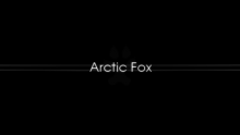 Arctic Fox - 550 - 1