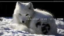 Arctic Fox - 550 - 3